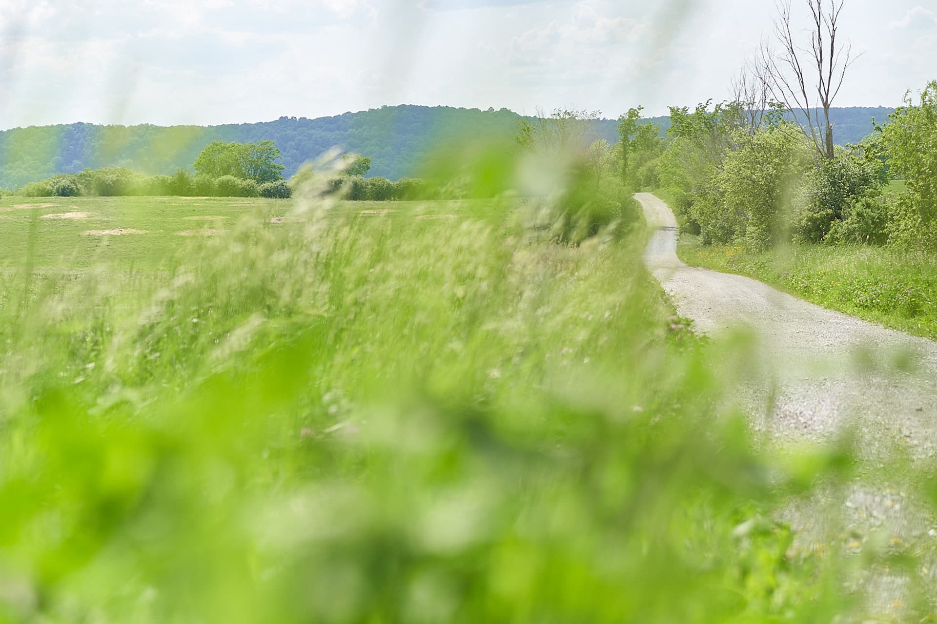 An overgrown green field
