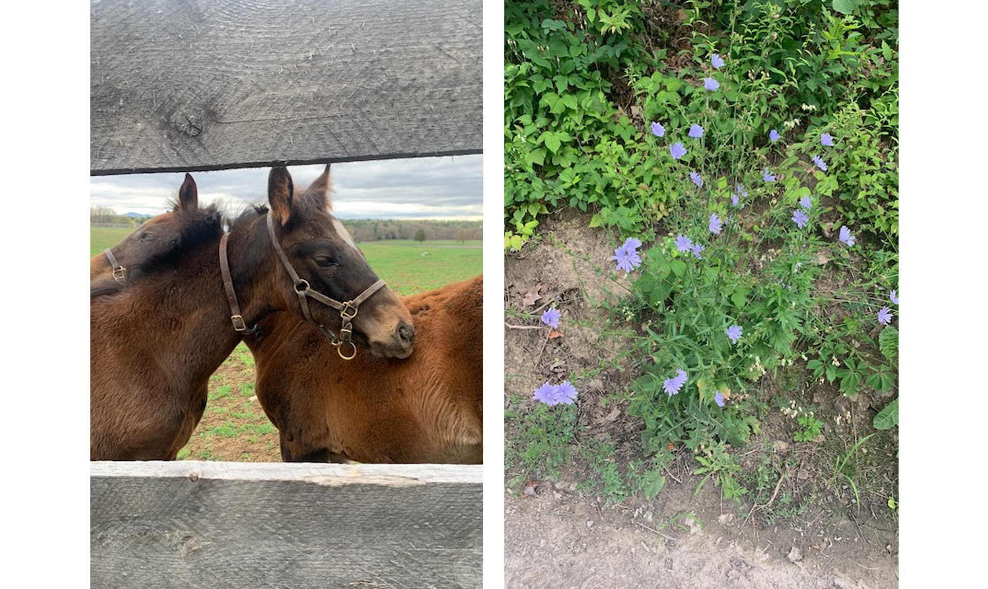 Two images. The first is of two horses. The second is of grass.